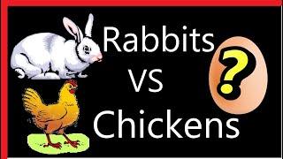Choosing Rabbits vs Chickens - Pros and Cons