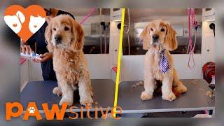 Senior Cocker Spaniel Mix Left at Shelter When Owner Died Gets Transformation | PAWsitive 