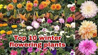 Top 10 winter flowering plants full details with update nursery visit I show you all type of plant