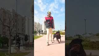 Obedience Training With Osiss Rottweiler 