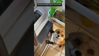 We found a baby fox on the street and adopted it #animalshorts #fox #rescueanimals