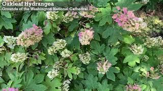 Oakleaf Hydrangea Plant Profile