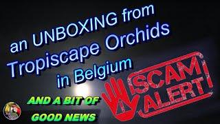 an UNBOXING from Tropiscape Orchids in Belgium  -BAD NEWS AND A BIT OF GOOD NEWS