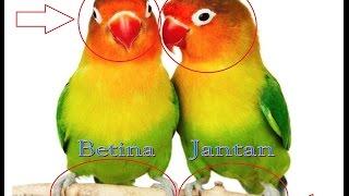 Cara Membedakan Lovebird Jantan dan Betina - 10 Perbedaan Lovebird Jantan dan Betina