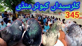 345 | Kabootar Market Kallar Syedan | Latest Update High Flyer Pigeon Market Price 30/9/2024 !