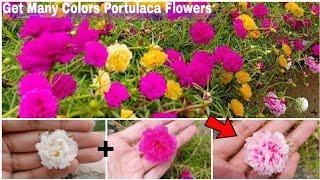 How To Pollinate Moss Rose Flowers | Portulaca Hand Pollination | Gardening Ideas 1M