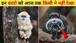 दुनिया के सबसे खूबसूरत बंदर | 10 Most Beautiful Monkeys In The World | Duniya Ke Sabse Sundar Bandar