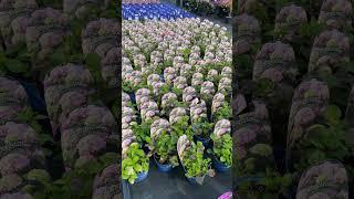 Гортензии из Европы. Новая коллекция в нашем магазине