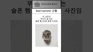 Sad hamster 근황