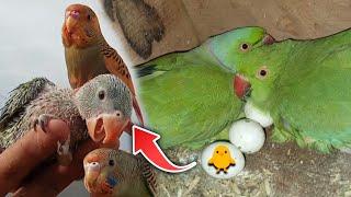 indian Ringneck Parrot Breeding Tips 