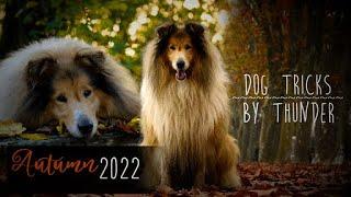 Autumn 2022  || Dog tricks by Thunder the rough collie