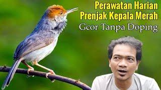 PERAWATAN PRENJAK TAMU AGAR CEPAT GACOR || CARA PERAWATAN PRENJAK KEPALA MERAH BIAR GACOR