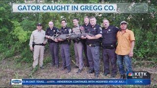 Gregg County deputies capture alligator crossing the highway