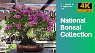 National Bonsai and Penjing Collection [4K60] Australian National Arboretum in Canberra