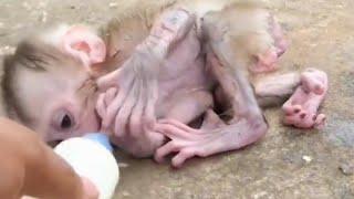 So cute baby monkey crying for Milk 