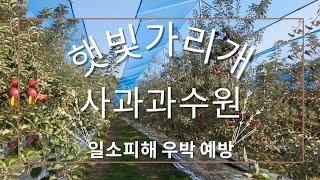 사과과수원 햇빛가리개 일소피해 우박피해 예방