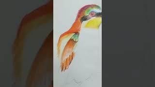 I Drew A Beautiful Bird #drawing #viralshort #birds #viral #howtodraw #howtodrawwithcoloredpencils