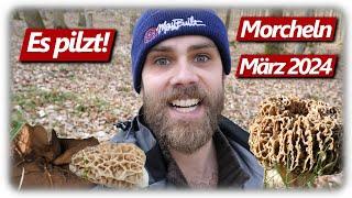 Pilze ohne Ende | MEGA MORCHEL mit fast 1/2 Kilogramm | 5 Arten im März