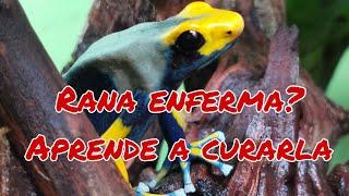 CURANDO dendrobates enferma. COMO MEDICARLA. Nueva bateria de dendrobates!