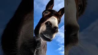 Shaheer Become Donkey #shorts #youtubeshorts #trending #ytshorts #ridanaqqash
