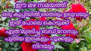 ഒരു കുപ്പിയിൽ തൈരും ഉലുവയും ഇത് പോലെ കൊടുക്ക് # റോസിൻ്റെ ഉണങ്ങിയ കമ്പിൽ പോലും ഇലകളും പൂക്കളും നിറയും