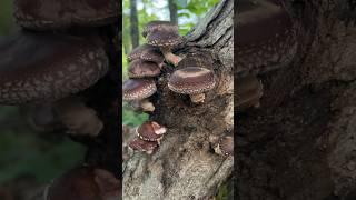 Baby Shiitake growing up!!  #shiitake #mushroom #mycology #permaculture #homestead