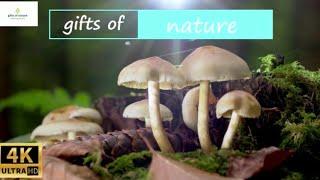 A beautiful collection of wild mushrooms is a soulful melody for relaxation and good mood