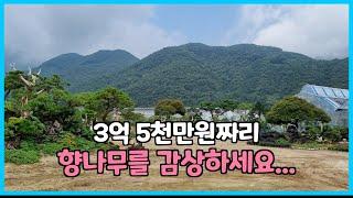 국내 최대 규모의 명품 수목백화점// 할수록 분재원