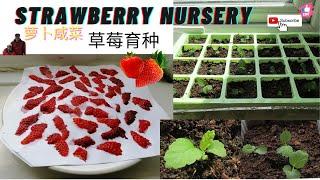 Strawberry nursery （草莓育种）
