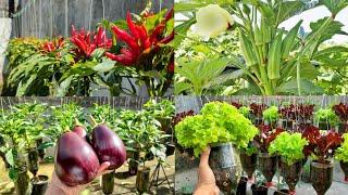 Growing Hot Pepper, Eggplant, Lady Finger and Lettuce in Container at home