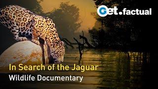 The Phantom Cat - South America's Jaguar | Full Wildlife Documentary