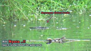 Nyata ..!!Muncul Beongan Indukan Ikan Besar Saat Mancing Ikan Gabus Di Sungai Liar