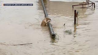 Typhoon Ulysses (Vamco): Dog swims to safety at San Mateo Bridge