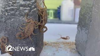 Valley man creates paint-on scorpion repellent