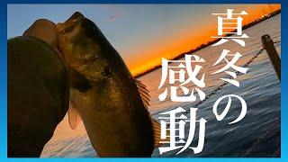 【1月　霞ヶ浦】真冬のデカバス️シャッドで釣る感動の1匹