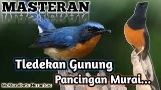 MASTERAN TLEDEKAN GUNUNG DAN PANCINGAN BUAT MURAI BATU AGAR NAIK EMOSI #muraibatu #tledekangunung