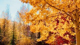 Best Places To See Fall Colors In Colorado | Part 3 | Vail