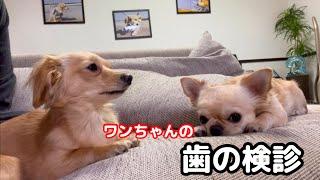 犬の歯科検診を終えて帰宅すると放心状態になりこうなります！