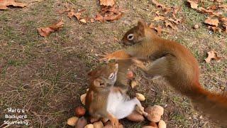 Red Squirrel Rumble