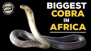 Brown Forest Cobra (Naja subfulva)