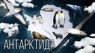 Материк Антарктида: Самый холодный континент на Планете Земля | Интересные факты про Антарктиду