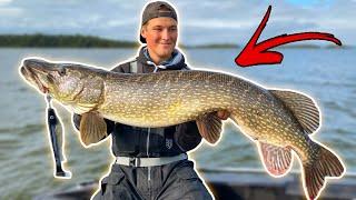 EDVIN CATCHES HIS BIGGEST PIKE THIS YEAR - Fishing Big Fish in Huge Bodies of Water | Team Galant