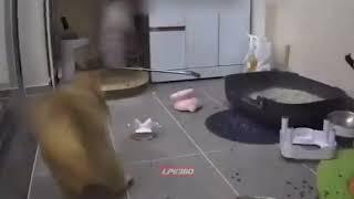 Startled cat destroys room