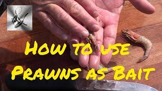 How to use Prawns as bait | The Hook and The Cook