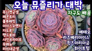 뮤즐리군생 너무 예뻐요! 블루래빗, 메테오,퀸즈마리아금,아이스오렌지군생, 푸시켓군생 좋아요 ~구름다육 010.7572.4956