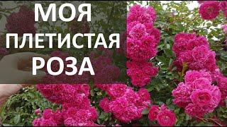 МОЯ любимая ПЛЕТИСТАЯ РОЗА