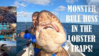 LOBSTER FISHING - MONSTER Bull Huss, GIANT Lobster, HUGE Brown Crab, Conger Eel And More!