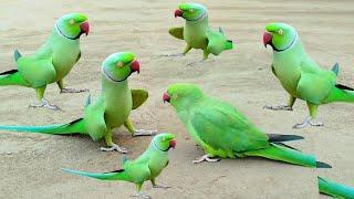 Green Parrot Natural 