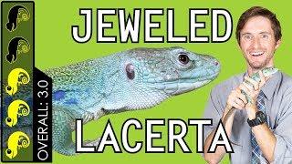 Jeweled Lacerta, The Best Pet Lizard?