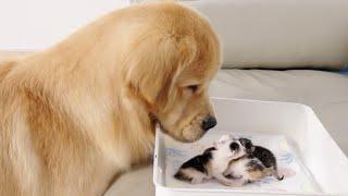 Golden Retriever Meets Newborn Kitten for First Time